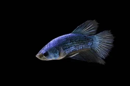 crowntail betta_Seno Aji_Pixabay