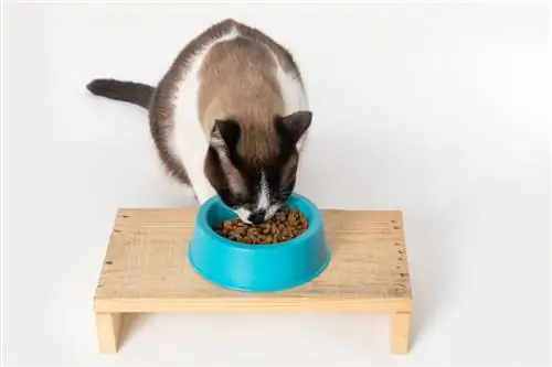 Les 10 meilleurs aliments pour chats pour chats d'intérieur au Canada - 2023 avis &