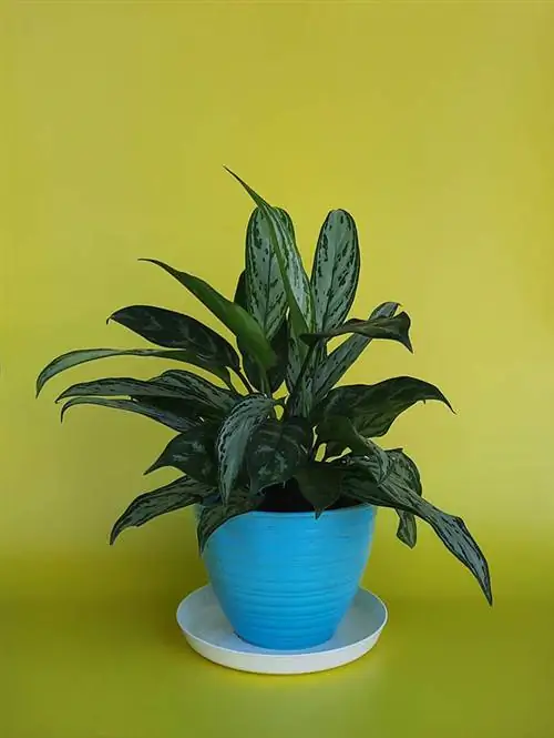 aglaonema verde