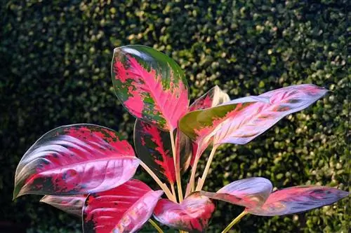 Je Aglaonema strupena za mačke? Zaščita vaše mačke