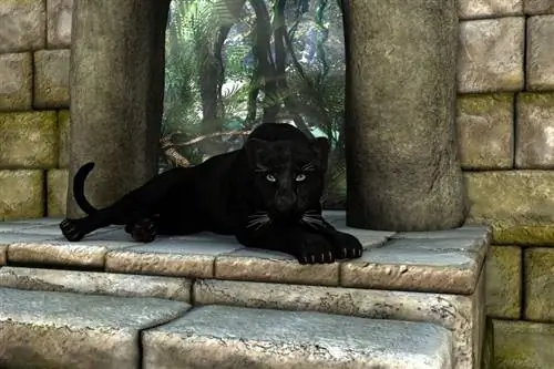 Schwarzer Panther, der die Steinstufen hinunterliegt