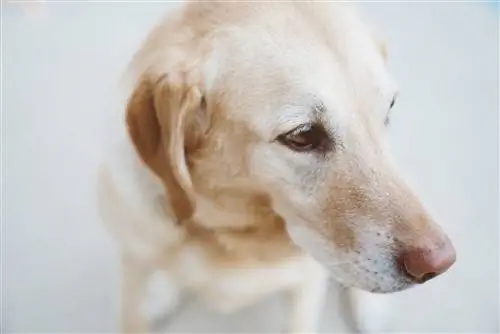 mtoaji wa labrador