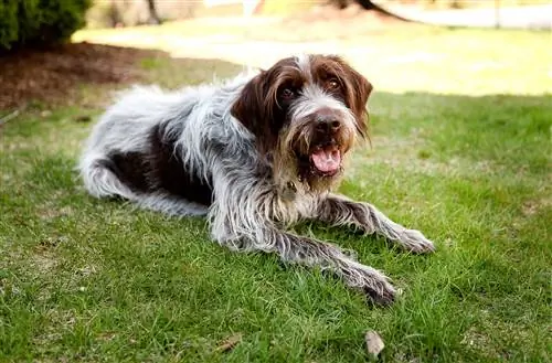 Wirehaired Akizungumzia Griffon kwenye nyasi