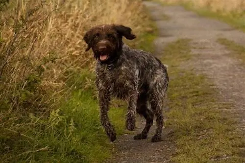 Wirehaired Pointing Qriffon sahədə qaçır