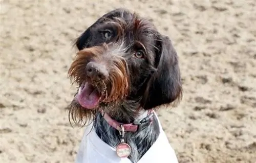 Ruwharige wijzende Griffon op het strand