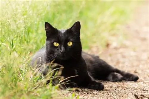 portrait de chat noir bombay