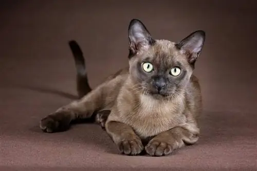 Burma-Katze liegt mit dem Gesicht nach vorne