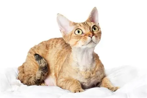 Orangefarbener Devon Rex