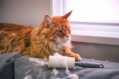 Chat Maine Coon et rouleau anti-peluches