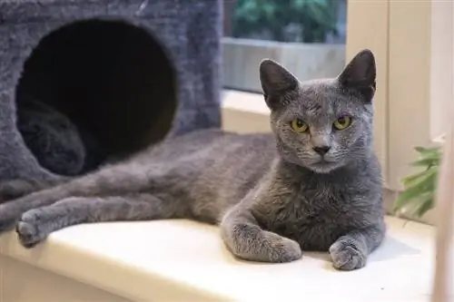 Russische blaue Katze außerhalb ihrer Box