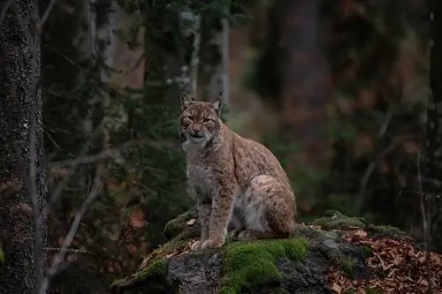 o'rmonda bobcat