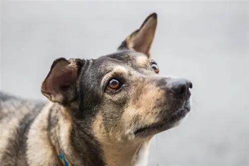 närbild av en gammal hund som tittar upp