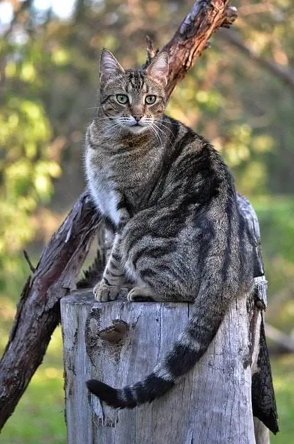 gato encima del tronco del árbol