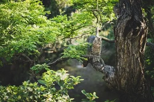 gato atrapado en lo alto de un arbol