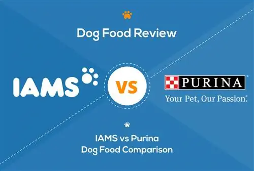 IAMS dhidi ya Purina: Ulinganisho wa Chakula cha Mbwa 2023