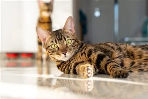 Marble Bengal Cat պառկած