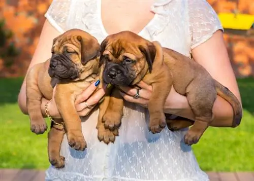 donna che porta due cuccioli di bullmastiff