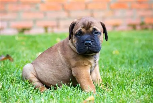 bullmastiff hvalp på græsset