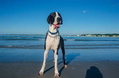 manteau chien dogue allemand à la plage