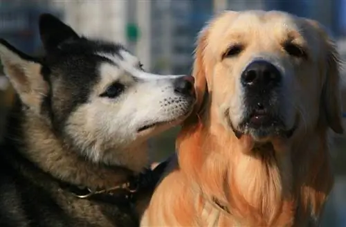 husky sibérien et golden retriever