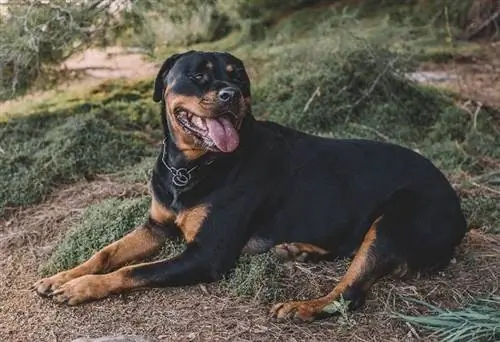 rottweiler de 12 mois