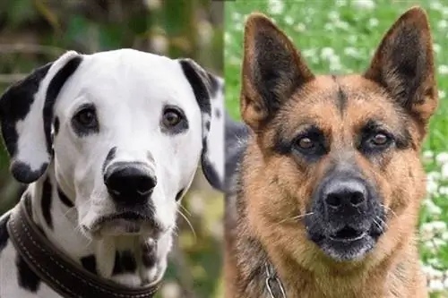 Μίξη Dalmatian German Shepherd: Εικόνες, Ιδιοσυγκρασία & Χαρακτηριστικά