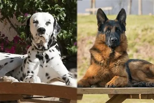 dalmatische en duitse herder liggend op houten tafel