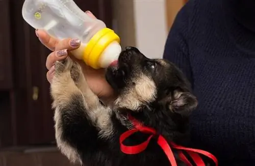 susu anak anjing gembala jerman daripada puting_Happy monkey_shutterstock