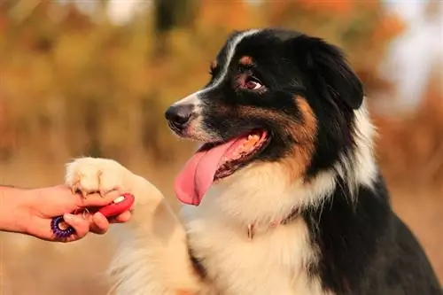 'n Australiese herderpoot op 'n hand met 'n hondeklikker