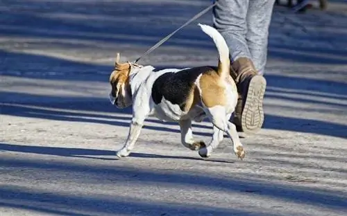 hond met aangelijnde oefening