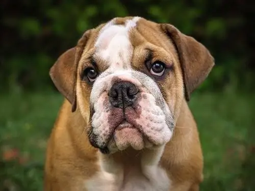 Engelsk bulldog