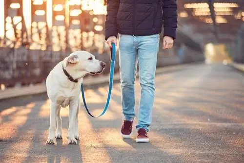 Mann und Hund gehen spazieren