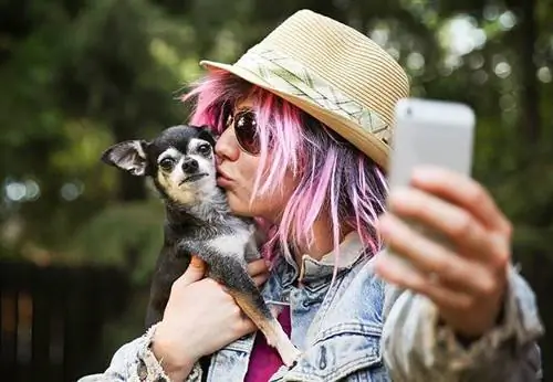 Ung kvinne som tar en selfie med en søt chihuahua-hund tonet med en retro vintage instagram-filtereffekt