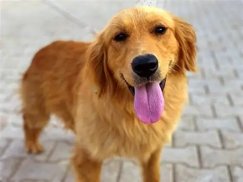 egy közeli golden retriever kutya