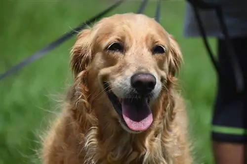 primer pla del gos golden retriever