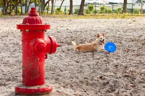 Hvorfor tisser hunder på brannhydranter?