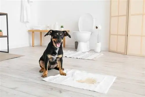 How to Potty Train a Older Dog: Phau Ntawv Qhia Ib Kauj Ruam