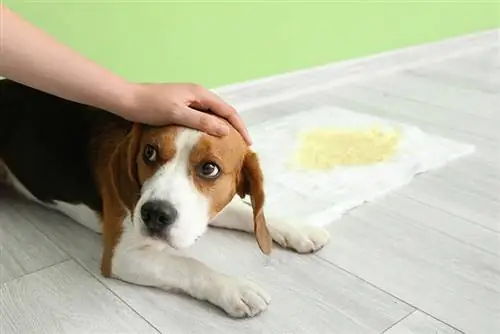 Pottåg Söt hund nära underlägg med våt fläck på golvet