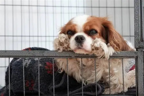 cavalier king charles spaniel hund inde i kasse