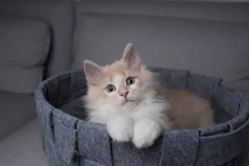 maine coon sdraiato su un letto per gatti