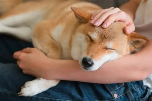 Ο σκύλος shiba inu κοιμάται στην αγκαλιά του ιδιοκτήτη του