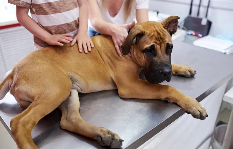 engelsk mastiffhund på veterinærklinikken