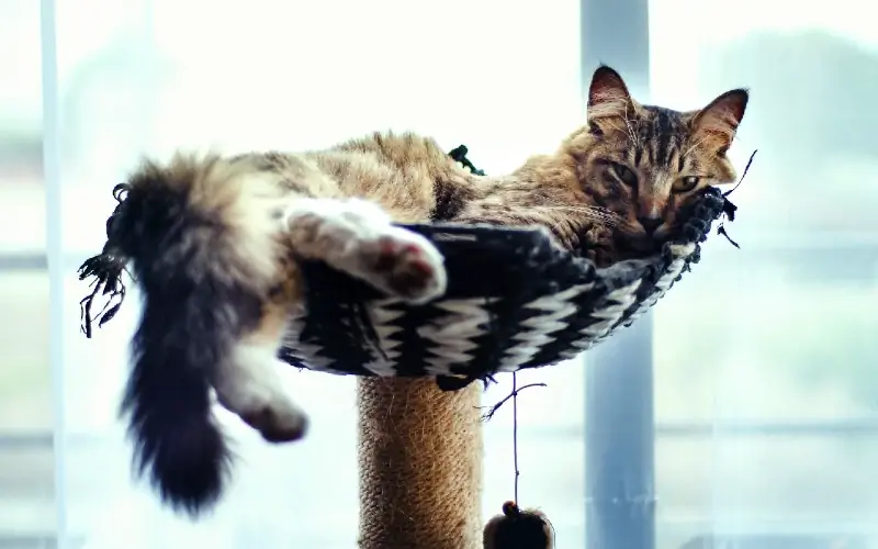 brown tabby cat na nakahiga sa ibabaw ng isang cat tree condo