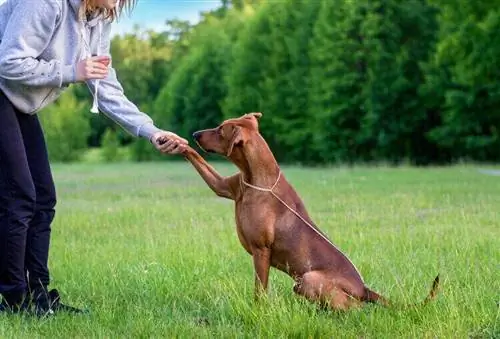 Paano Magsanay ng Rhodesian Ridgeback: 14 Mga Tip sa Eksperto