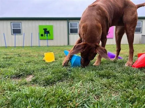 rhodesian-ridgeback-cones-memory-training