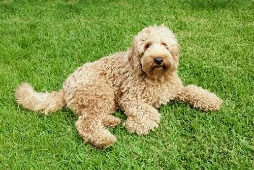 Söpö kultainen australialainen labradoodle makaamassa rehevässä ruohossa