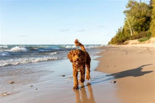 Austrālijas labradoodle pastaigājas gar krasta suni pludmalē