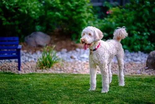 Cremefarbener Fleecemantel Australisches Labradoodle steht in einem Garten mit grünem Gras