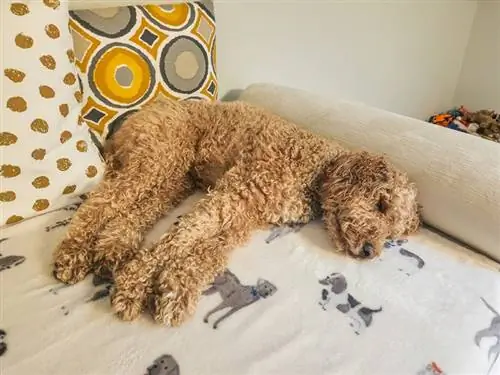 Australische labradoodle slapen