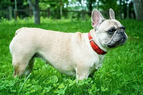 franse bulldog met halsband